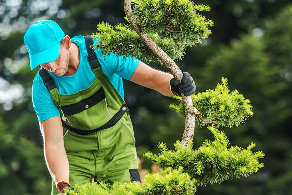 Tailles des arbres et arbustes dans le 33