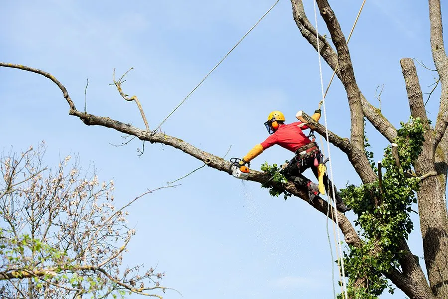 abatage arbre